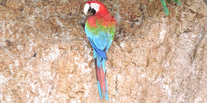 Macaws at a clay lick in Tambopata Reserve