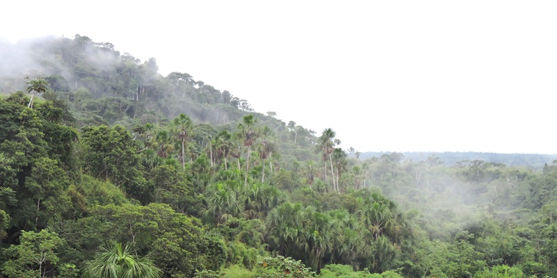 Rainforest photography tips for wildlife in low light